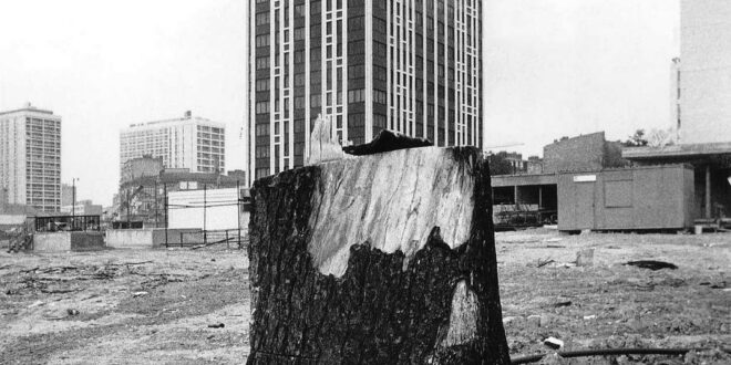 Robert Doisneau - Albero che diventa un grattacielo