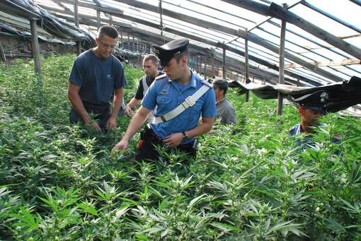 PERCHE' LEGALIZZARE LA MARIJUANA