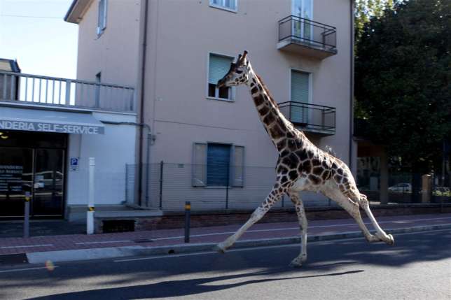 LA GIRAFFA DELLA LIBERTA'