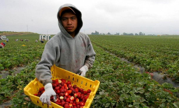 PERCH I DISOCCUPATI GRECI NON VANNO A RACCOGLIERE LE FRAGOLE ?