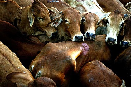 E SE GLI ANIMALI FACESSERO A NOI QUELLO CHE NOI FACCIAMO LORO?