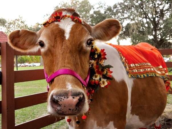 LA COMPASSIONE DEI VEGETARIANI