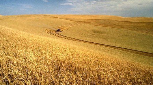 UCRAINA: LA PRIMA GUERRA DEL GRANO E CEREALI DEL XXI SECOLO ?