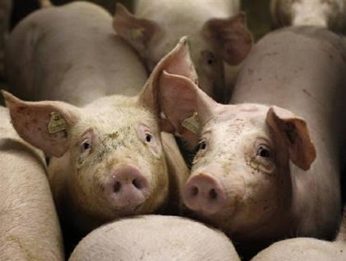 TORTURARE GLI ANIMALI CON GLI OGM (IL SISTEMA MONSANTO)
