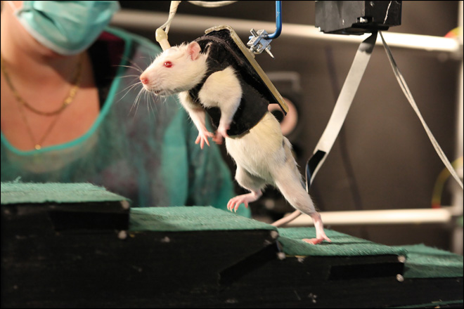 IL FALLIMENTO DEL PARADIGMA DELLA RICERCA SUGLI ANIMALI PER LE MALATTIE UMANE