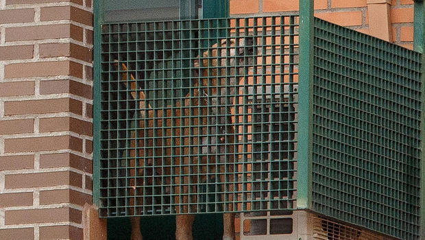 EBOLA, EXCALIBUR E GLI ANIMALARI OVVERO DELLO SPECISMO INSIPIENTE