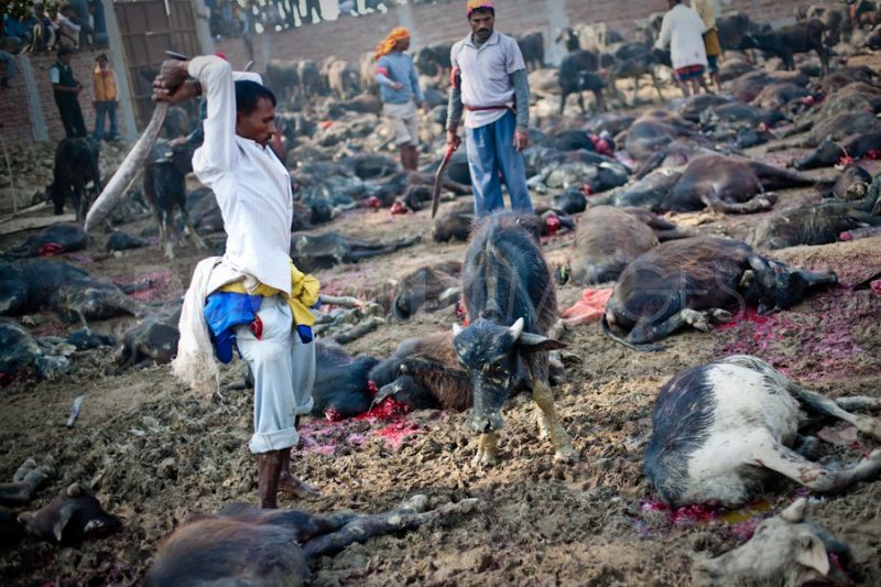 L'INUTILE STRAGE DI GADHIMAI
