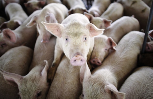 VUOI SALVARE IL PIANETA DAL COLLASSO ECOLOGICO ? DIVENTA VEGANO