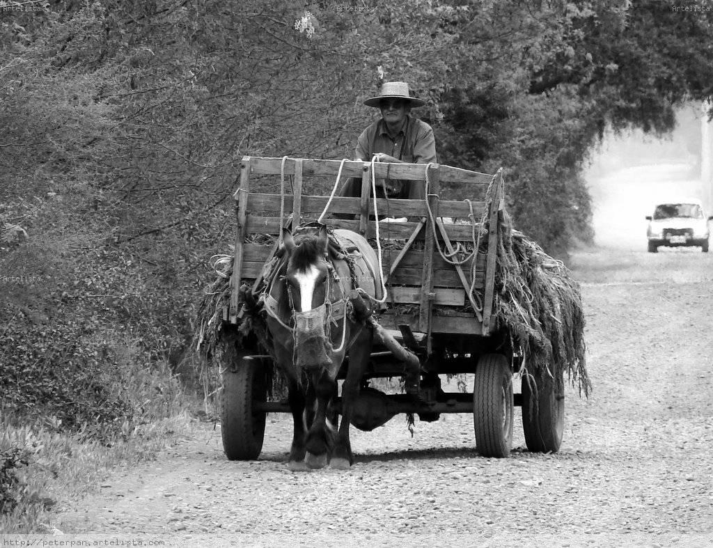 L’ECONOMIA DEL CILE E’ COME QUELLA DELLE PIANTAGIONI AMERICANE DEL XIX SECOLO. FINIREMO COSI'?
