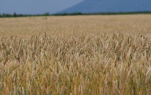 LA COLONIZZAZIONE OGM DELL'UCRAINA E' IN PIENA MARCIA