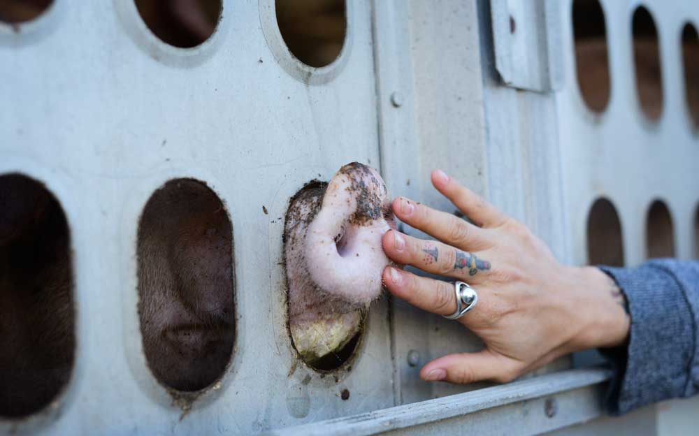 MANGIAMO ANIMALI MORTI ?