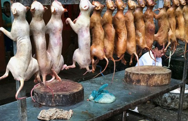 MANGIARE CARNE E' LEGALE. MA E' GIUSTO ?