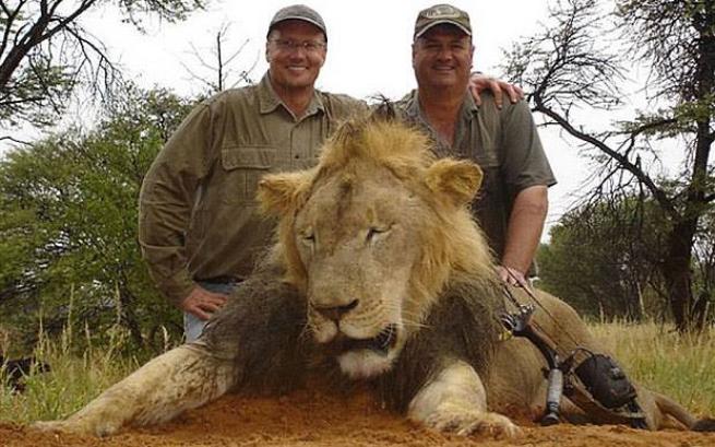 IL LEONE CECIL IN ZIMBAWE E' STATO UCCISO DALL'ARROGANZA