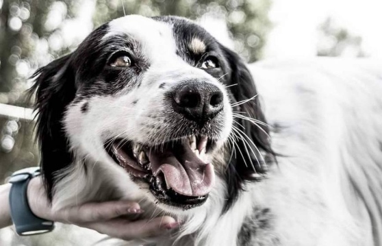 MA E' GIUSTO MANIFESTARE PER L'UCCISIONE DI UN CANE ? (A PROPOSITO DI SNOOPY)