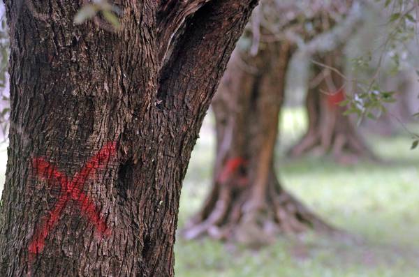 C'E' L'INDUSTRIA DEL BIOTECH DIETRO LA DISTRUZIONE DEGLI ULIVI ITALIANI ?