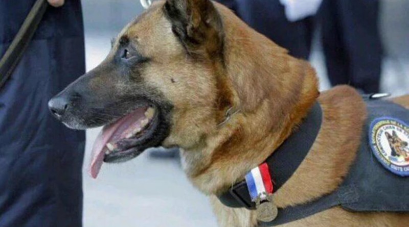 ANIMALI IN BATTAGLIA: DIESEL, DOBRYNYA E LA CERTEZZA DI UN SENTIMENTO