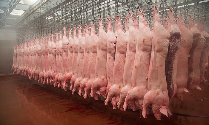 ALLEVAMENTI INDUSTRIALI: LA BIODIVERSITA' ANIMALE SOTTO IL CONTROLLO DELLE MULTINAZIONALI