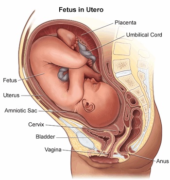 L’EPOCA BUIA DELL’UTERO IN AFFITTO