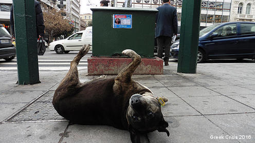ANIMALI SELVAGGI