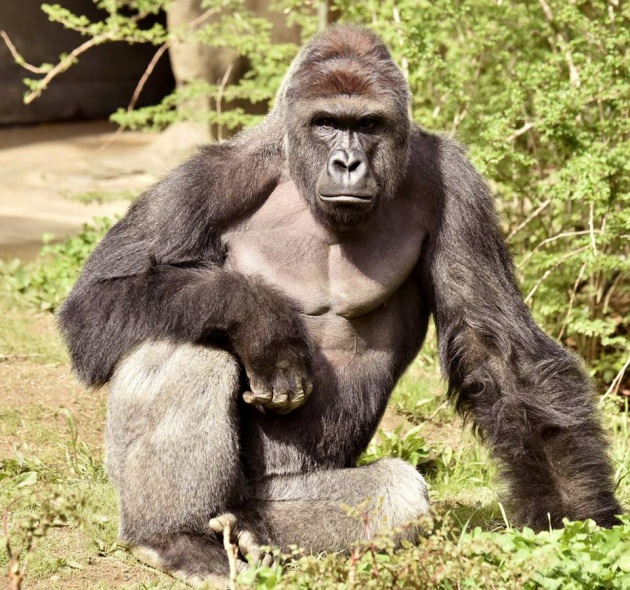MORIRE DI NONCURANZA: HARAMBE E YAMATO TANOOKA