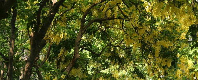 L'EFFETTO POSITIVO DELL'ECCESSO DI CO2 NELL'ATMOSFERA