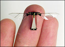 LIBELLULA O INSETTO SPIA? SCIENZIATI AL LAVORO SUGLI INSETTI- ROBOT