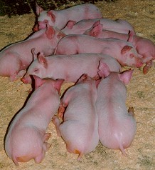 ANIMALI TRANSGENICI: IL CIBO GENETICAMENTE MODIFICATO