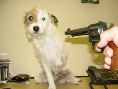 E’ TEMPO DI STERMINARE GLI ANIMALI DOMESTICI ?