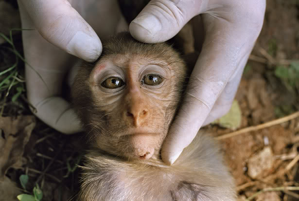 SE IL CAPITALISMO E' UN GRATTACIELO, GLI ANIMALI VIVONO NEGLI SCANTINATI