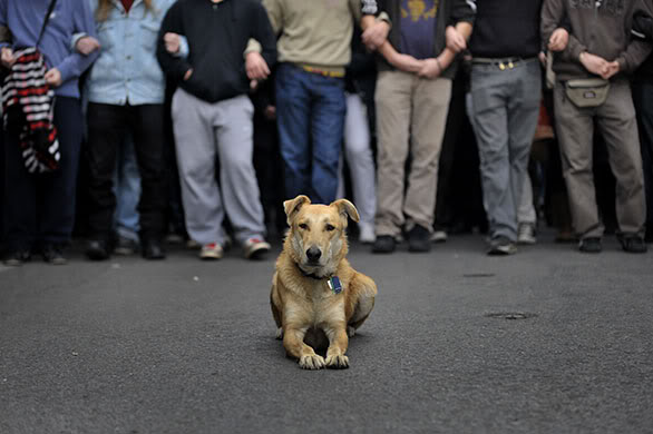 KANELLOS, IL CANE GRECO DELLA PROTESTA