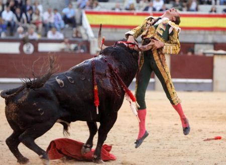CARO FRATELLO TORO COSI’ TI EVITIAMO LA TORTURA IN UN ARENA