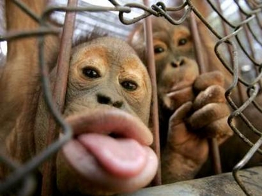 GLI ANIMALI ? CI SONO PROBLEMI PIU’ IMPORTANTI