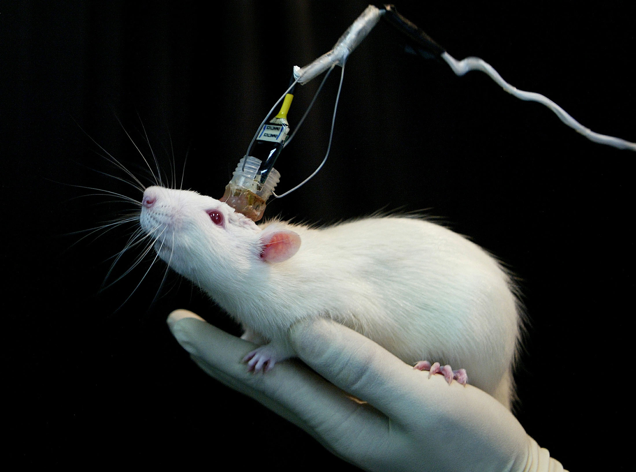 ESPERIMENTI SUGLI ANIMALI: ECCO PERCHE’ SERVE UN’ALTERNATIVA