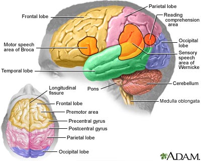 NEUROECONOMIA: IL CERVELLO AL SERVIZIO DEI SOLDI