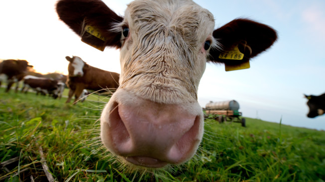 PERCHE' SONO VEGETARIANO
