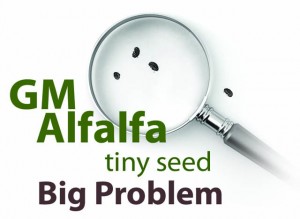 ALFALFA OGM - L’ERRORE PI STUPIDO DELLA MONSANTO?