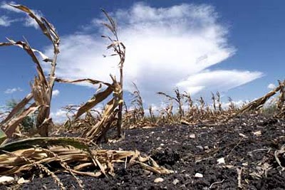 20 SEGNALI DI UNA PROSSIMA TERRIBILE CRISI ALIMENTARE GLOBALE