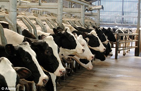L’USO CONTINUO DI ANTIBIOTICI NEGLI ALLEVAMENTI MINACCIA LA SALUTE UMANA