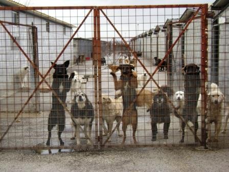 4 OTTOBRE, SAN FRANCESCO PROTETTORE DEGLI ANIMALI E PATRONO D’ITALIA. O L’UNO O L’ ALTRO
