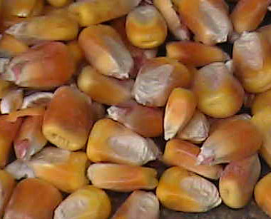 NON PIU' CHICCHI DI MAIS