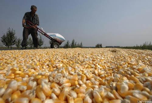 INFIAMMARE LA FAME NEL MONDO: COME L'INDUSTRIA GLOBALE DEI BIOCOMBUSTIBILI