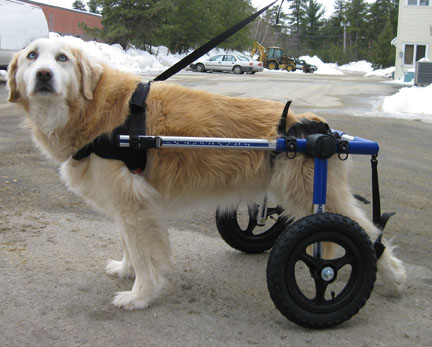 IL DIRITTO ALLA VITA DI UN CANE ?