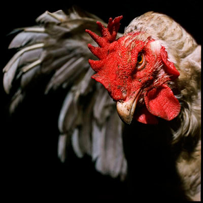 QUESTI ANIMALI MUTANTI CHE LA CUCINA GENETICA VI PREPARA