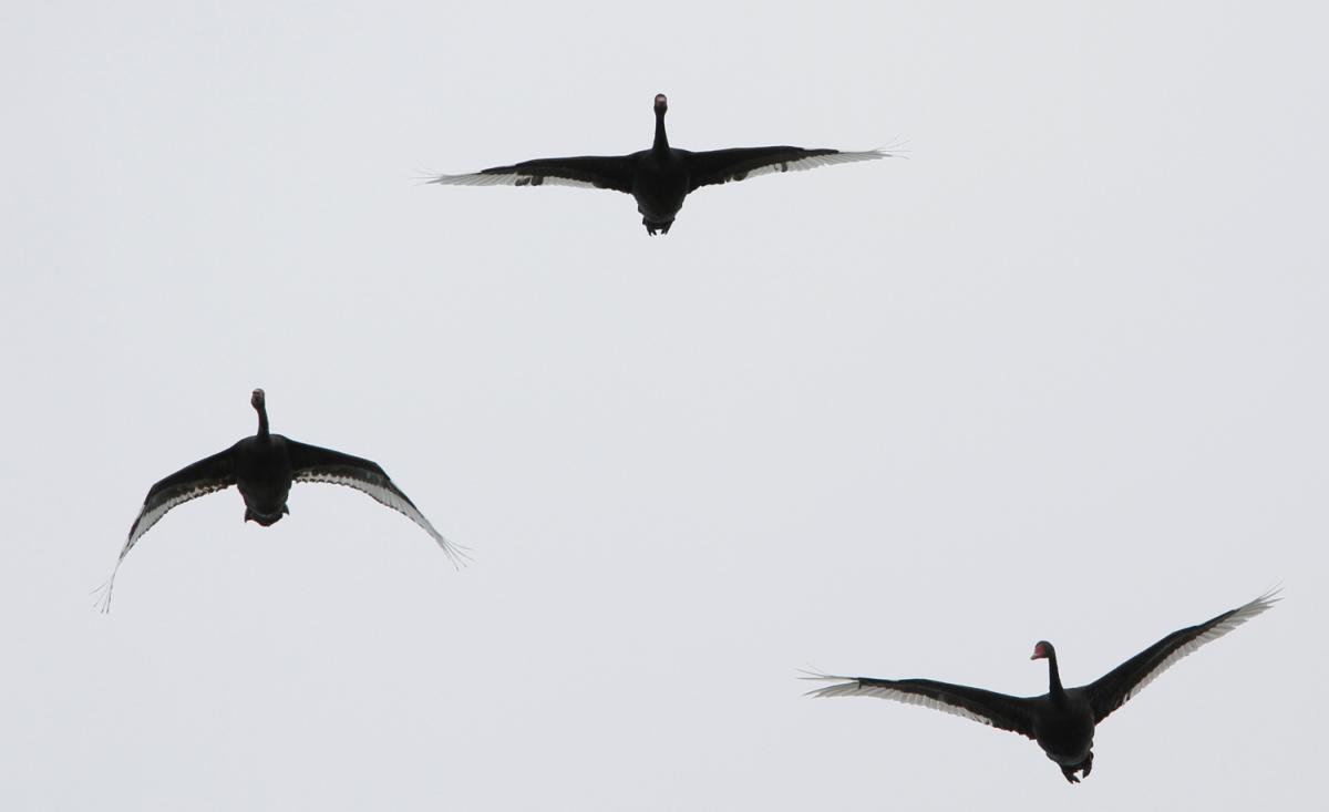 IL REGNO DEL CIGNO NERO