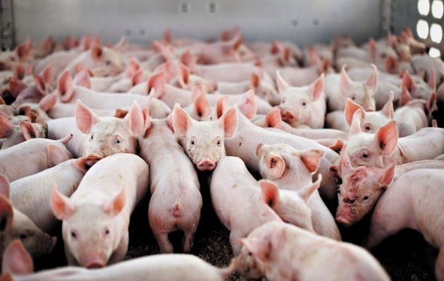 Basta mangiare sangue umano. Basta distruggere masticandoIo. Io diventerò vegano