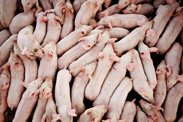 La carne in questione