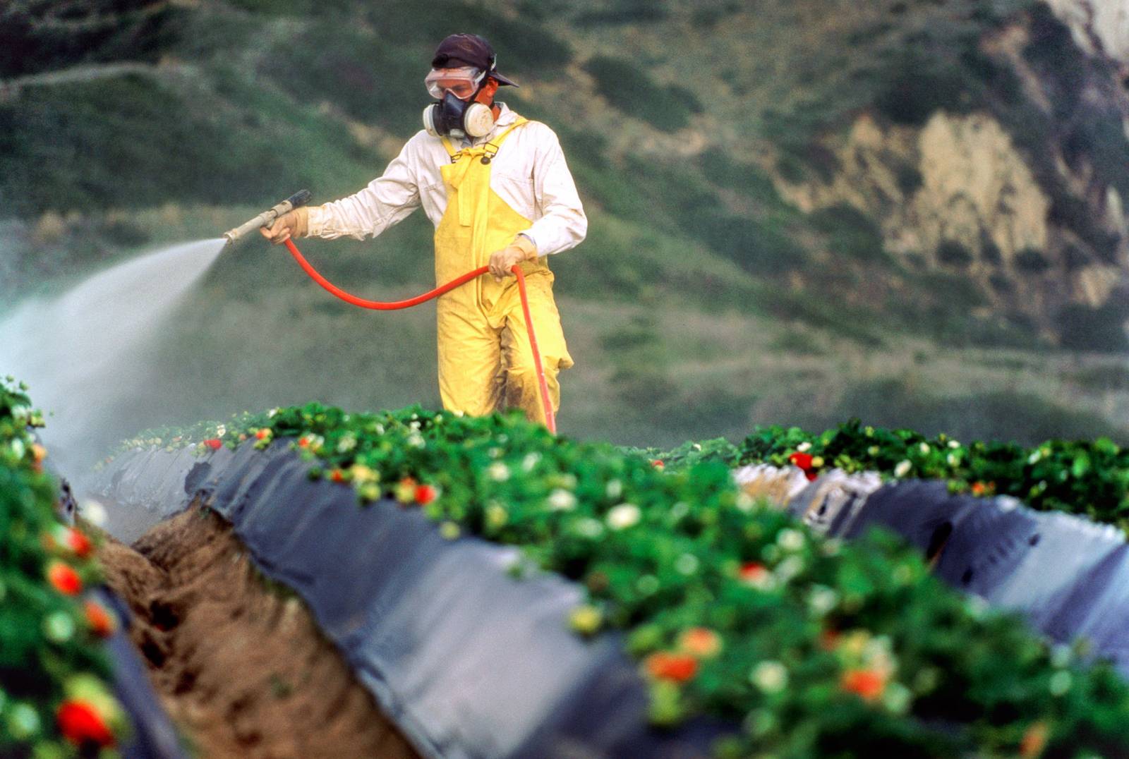 Una sentenza storica sul cancro da glifosato costituisce un precedente per tutte le persone avvelenate dai pesticidi
