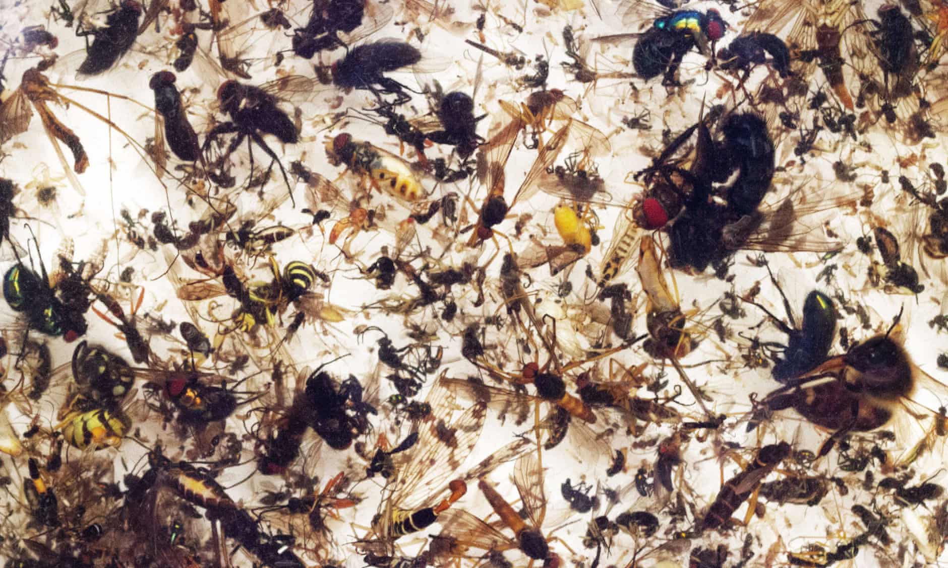 Il calo del numero di insetti 'minaccia il collasso della natura