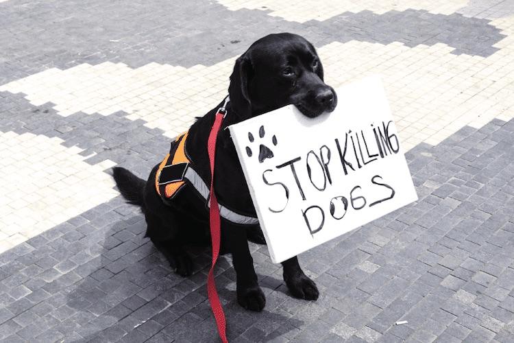 USA : Si allarga l'Epidemia dei poliziotti che sparano ai cani