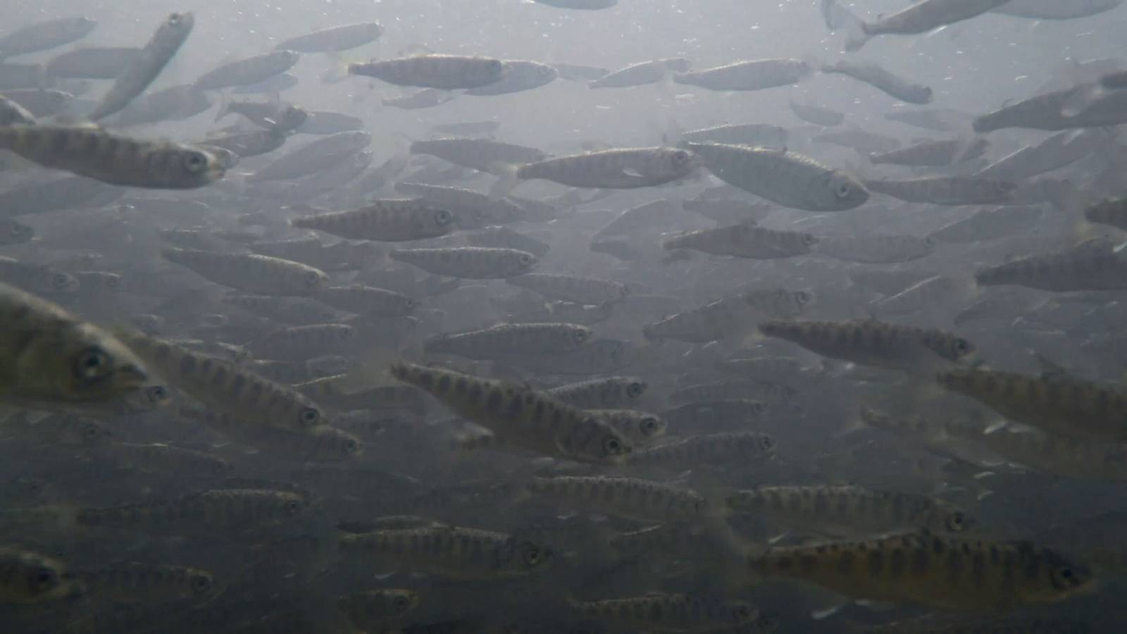 Quello che mangi non è un salmone (quello che stai facendo estinguere, sì)